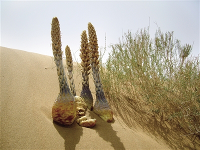 千姿百態(tài)的蓯蓉。