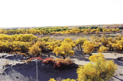 經(jīng)過(guò)多年的調(diào)水生態(tài)恢復(fù),胡楊林得到有效復(fù)壯更新。