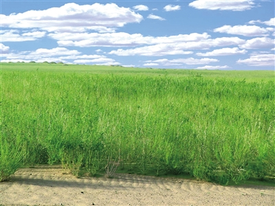 阿拉善左旗飛播區(qū)植被郁郁蔥蔥。