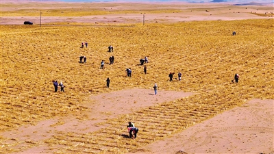 河西走廊—塔克拉瑪干沙漠邊緣阻擊戰(zhàn)片區(qū)工程固沙項(xiàng)目建設(shè)忙。