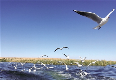 濕地保護(hù)成效斐然,生物多樣性得到改善。