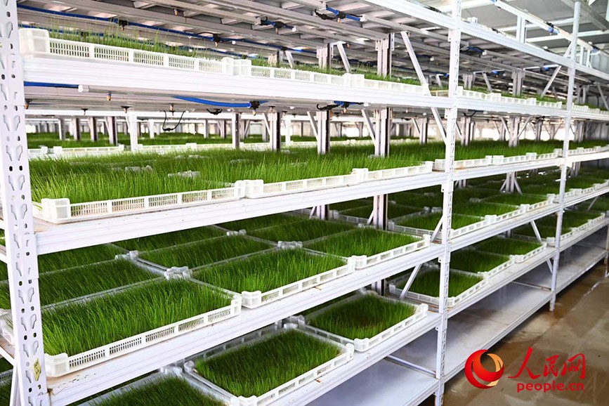 蘇尼特羊養(yǎng)殖智慧牧場的“空中牧場”。蘇尼特右旗融媒體中心供圖