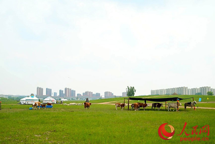 科右前旗城中草原。人民網(wǎng)記者 劉藝琳攝