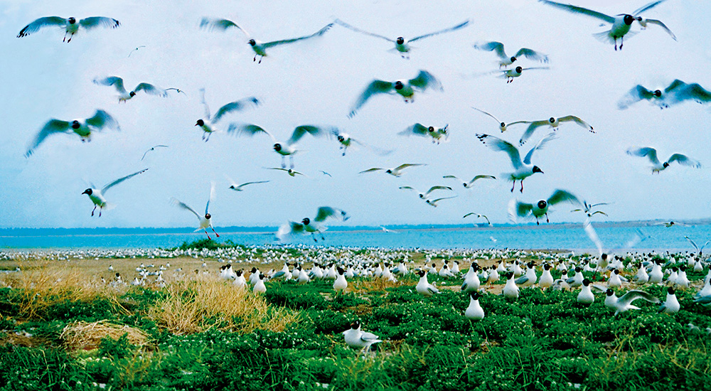 多種候鳥在城市水域、濕地繁衍棲息。