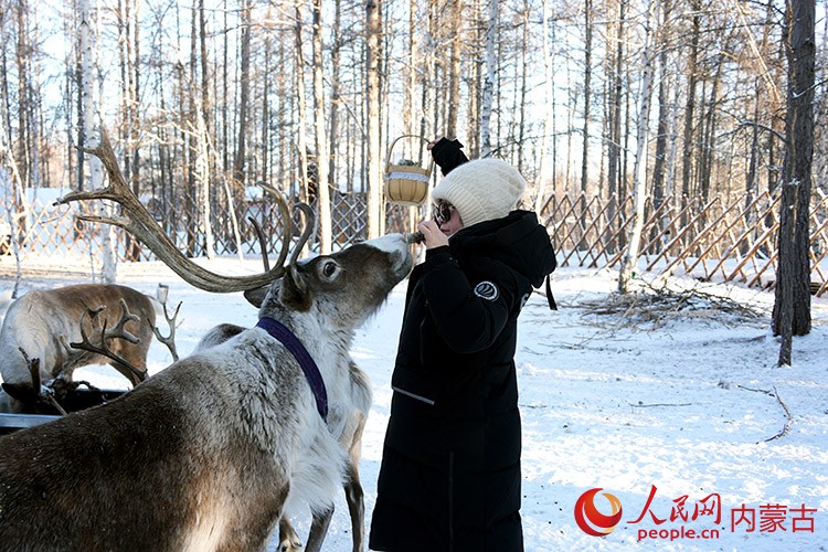 游客喂食馴鹿。人民網記者 趙夢月攝