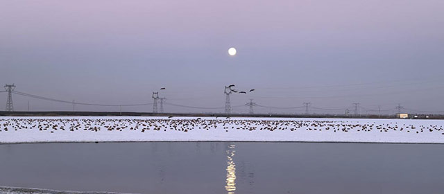 冬日的尾水濕地公園依舊生機勃勃。閆偉攝