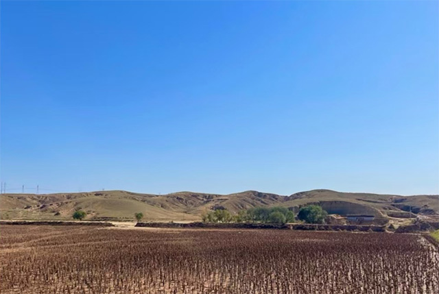 試點項目成功后可以種植的農田。張強攝