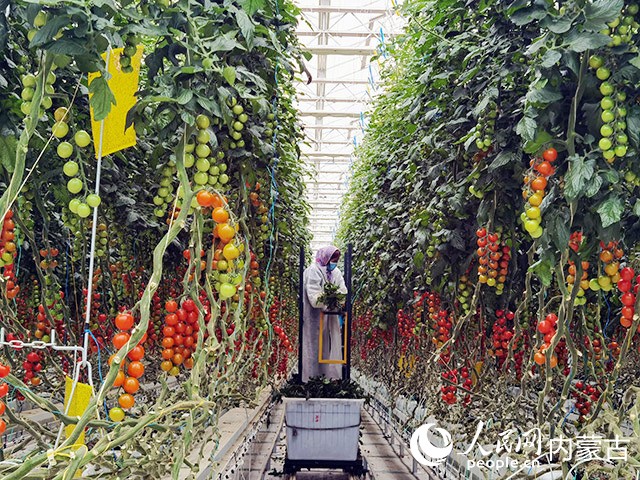 宏福農業30萬平方米智能溫室里員工正在修剪小番茄枝葉。受訪單位供圖