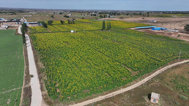 全旗菊芋種植面積達(dá)3300畝，帶動200余戶農(nóng)牧戶增收。閆偉攝