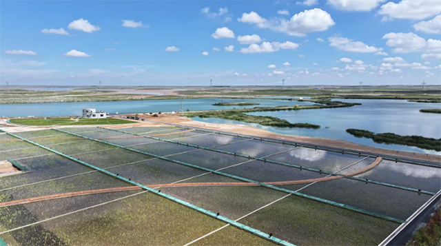 鄂托克前旗尾水濕地公園每天能凈化近萬噸尾水。閆偉攝