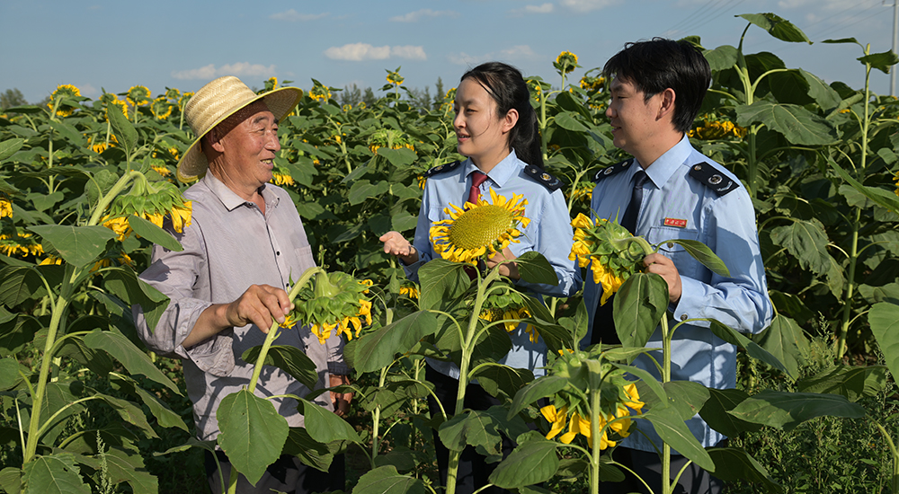稅務干部在葵花種基地了解向日葵種植、收購情況。
