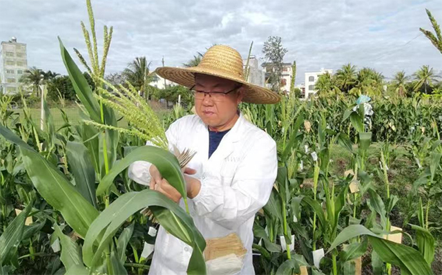 勝豐種業專家教授對玉米種子成效進行階段檢查。