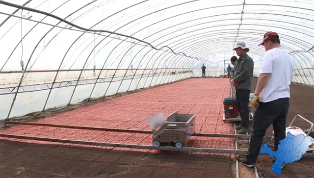 水稻育秧工作進行中。李宏遠攝