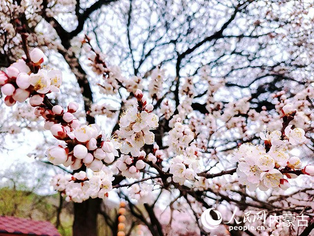 烏素圖杏花谷內的杏花爭相綻放。實習生 朱昱晗攝