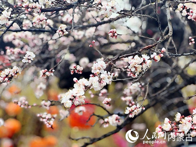 春雨中的杏花旖旎綻放。實習生 朱昱晗攝
