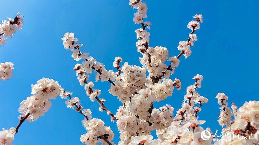 杏花盛放。實習生 王瑞攝