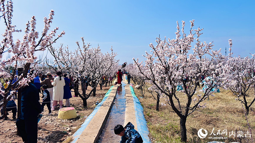 杏林爛漫。實習生 王瑞攝