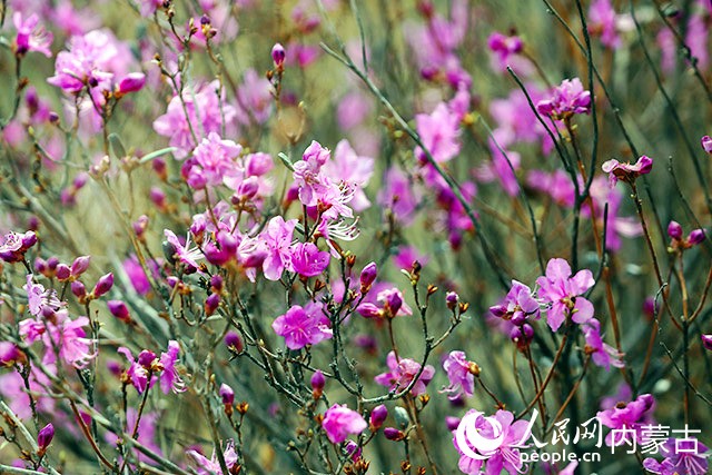 杜鵑花盛放。人民網記者 李睿攝