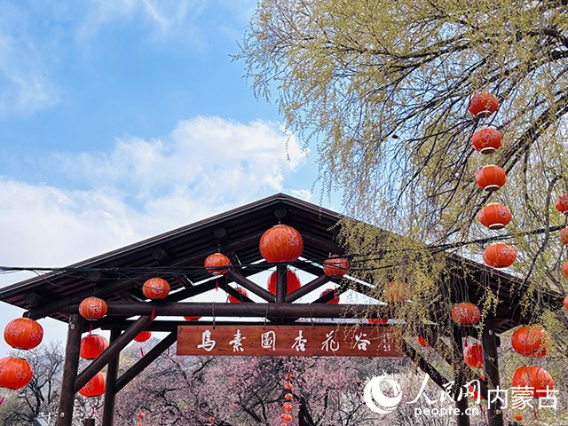 烏素圖杏花谷。實習(xí)生 王瑞攝