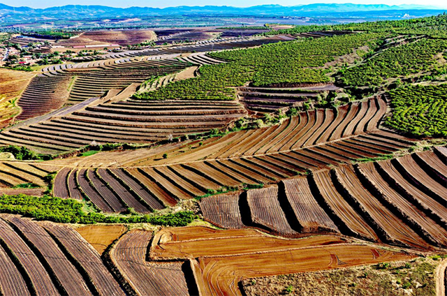 安慶鎮正在建設的高標準農田。張立群攝