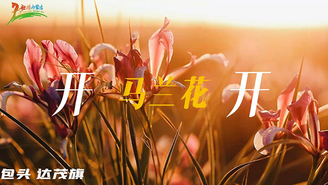 追著花期去流浪，馬蘭花開內(nèi)蒙古
