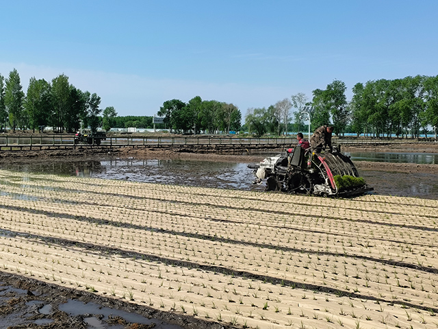 覆膜插秧后的水稻田間披上生態“鎧甲”。