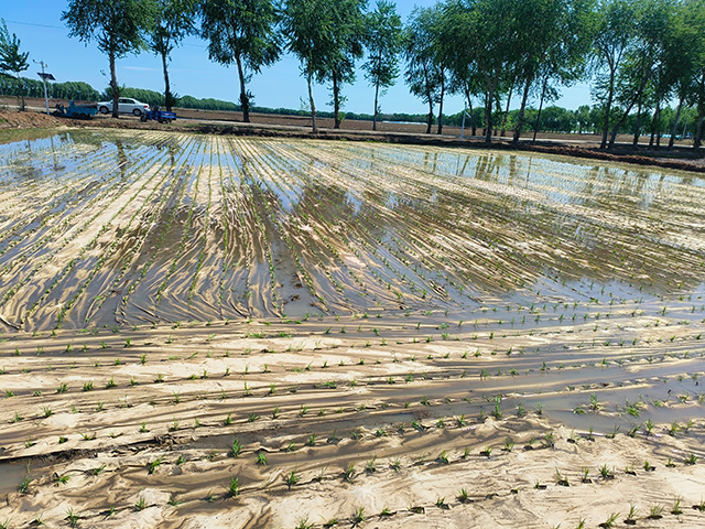 覆膜插秧后的水稻田間披上生態“鎧甲”。