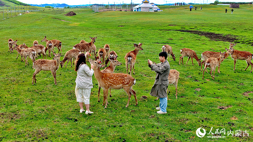 6月2日，克什克騰旗烏蘭布統鄉小河頭皇家鹿園，游客正在梅花鹿群拍照。李富攝