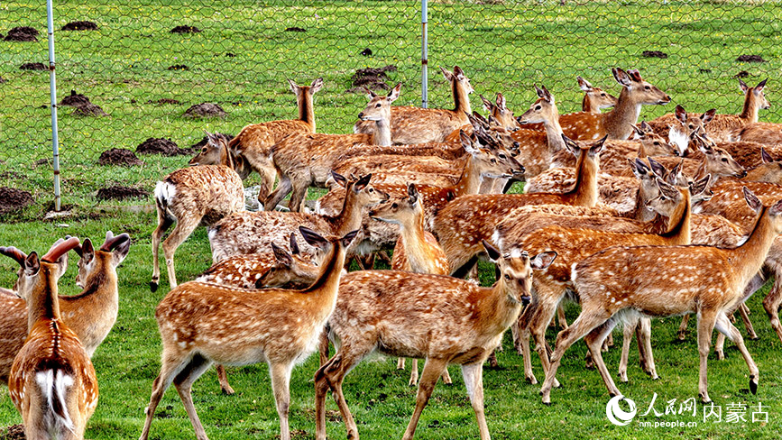 6月2日，克什克騰旗烏蘭布統鄉小河頭皇家鹿園的梅花鹿群。李富攝