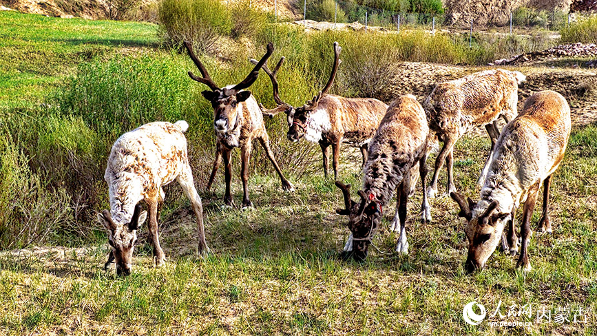 6月2日，克什克騰旗烏蘭布統(tǒng)鄉(xiāng)小河頭皇家鹿園的馴鹿群。李富攝