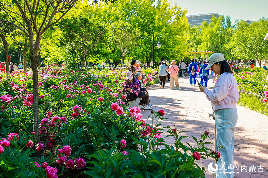 6月3日，游客在呼和浩特市玉泉區(qū)錫林公園芍藥園區(qū)拍照游玩。丁根厚攝