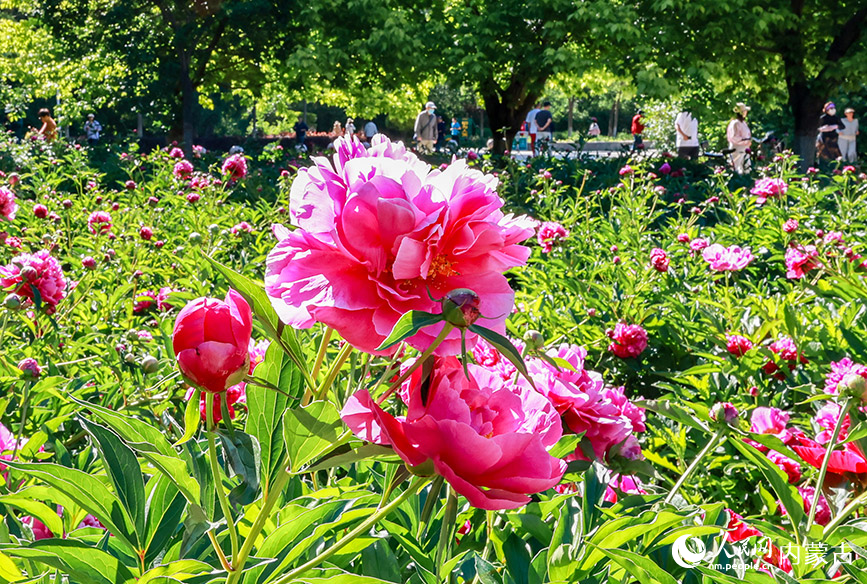 6月3日，游客在呼和浩特市玉泉區錫林公園芍藥園區拍照游玩。丁根厚攝