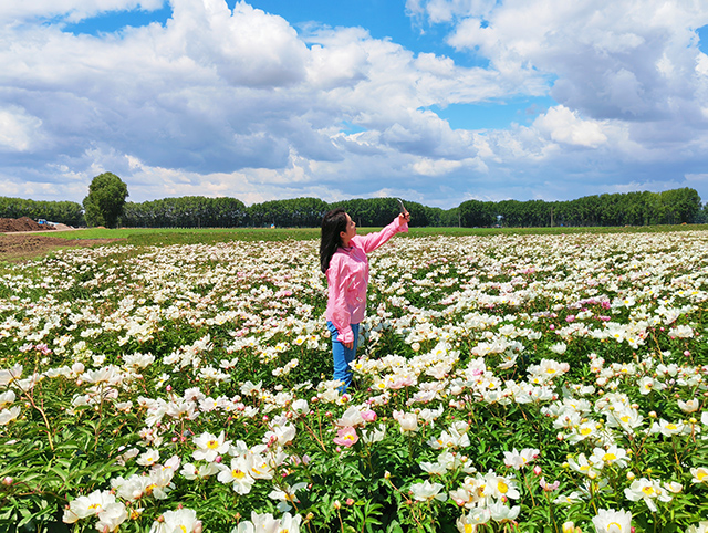 游客在赤芍花海內(nèi)進(jìn)行打卡拍照。