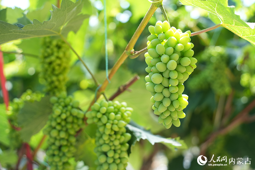 大棚內種植的茉莉香葡萄。人民網記者 苗陽攝