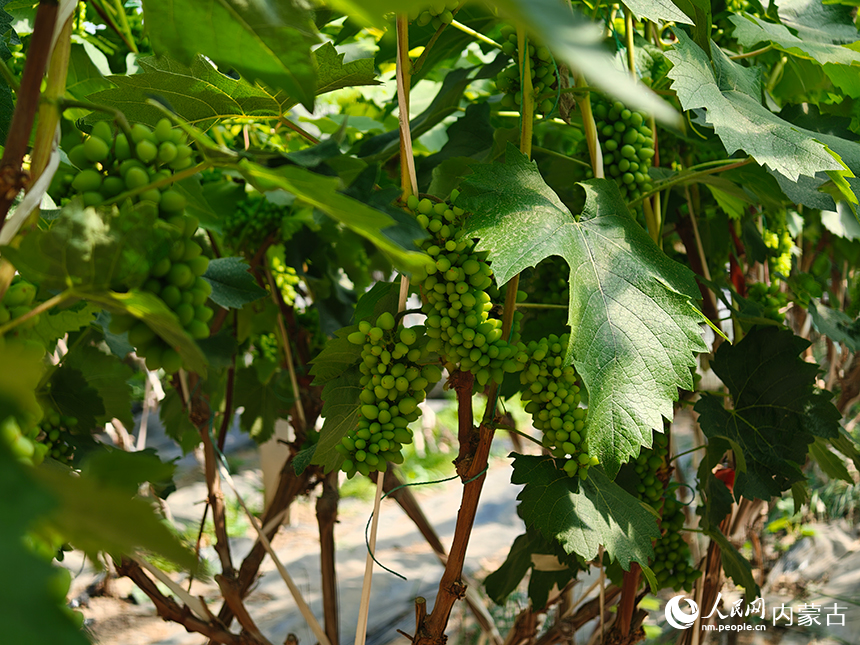 大棚內種植的茉莉香葡萄。人民網記者 趙夢月攝