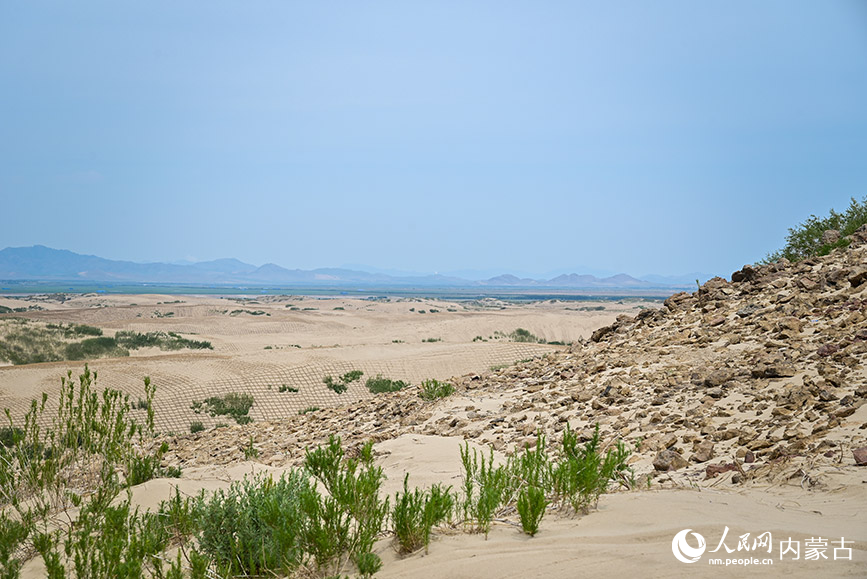 呼勒線穿沙公路周邊正在治理中的沙地。實習生 賈志紅攝