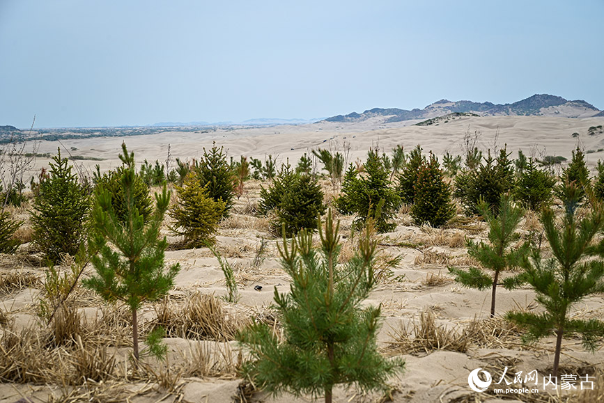呼勒線穿沙公路周邊沙地里栽種2個月的苗木。實習生 賈志紅攝