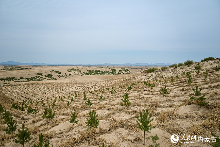 呼勒線穿沙公路周邊沙地里栽種2個月的苗木。實習生 賈志紅攝