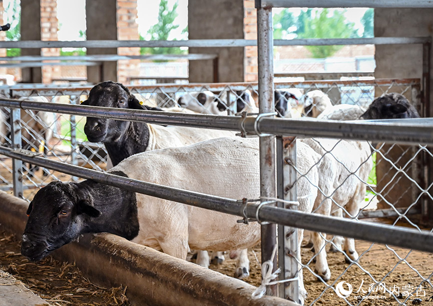寶日勿蘇鎮(zhèn)肉羊繁育試點羊舍的黑頭杜泊羊。實習生 賈志紅攝