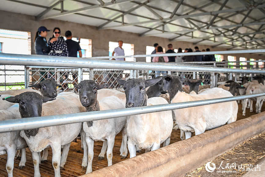 寶日勿蘇鎮(zhèn)肉羊繁育試點(diǎn)內(nèi)部的羊舍。實(shí)習(xí)生 賈志紅攝