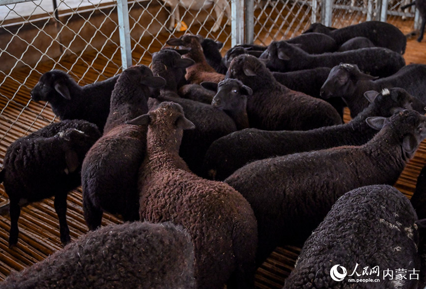 寶日勿蘇鎮培育的杜蒙薩（巴林草原黑珍珠）。實習生 賈志紅攝