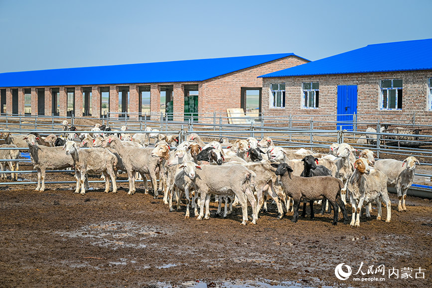 寶日勿蘇鎮肉羊繁育試點的羊舍。實習生 賈志紅攝