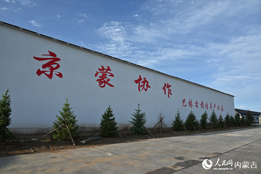 巴林右旗肉羊產業園。實習生 賈志紅攝