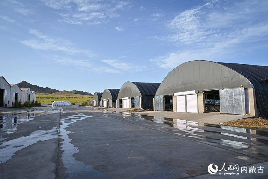 巴林右旗肉羊產業園。實習生 賈志紅攝