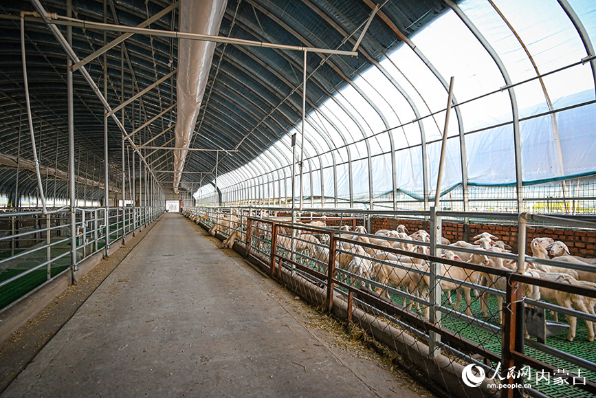 位于巴林右旗肉羊產(chǎn)業(yè)園內(nèi)部的羊舍。實習(xí)生 賈志紅攝