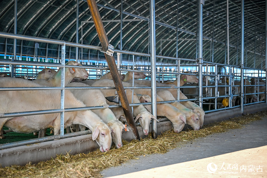 位于巴林右旗肉羊產業園內部的羊舍。實習生 賈志紅攝