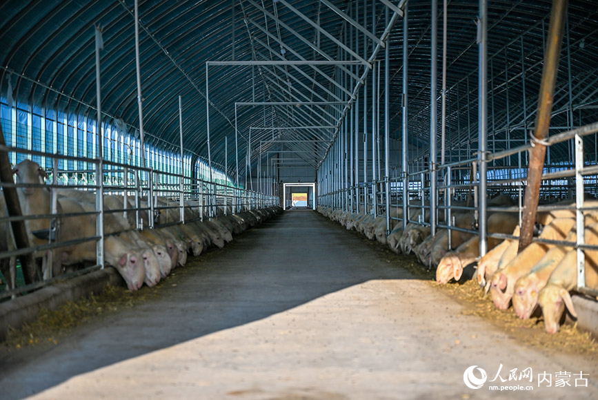 位于巴林右旗肉羊產業園內部的羊舍。實習生 賈志紅攝