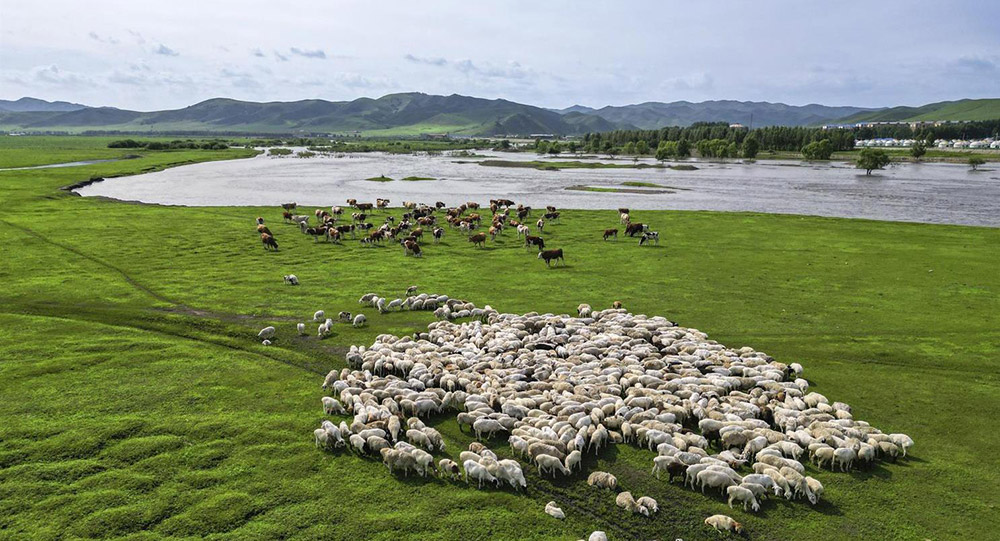 碧綠的草原上漫步的羊群如云朵一般流動。