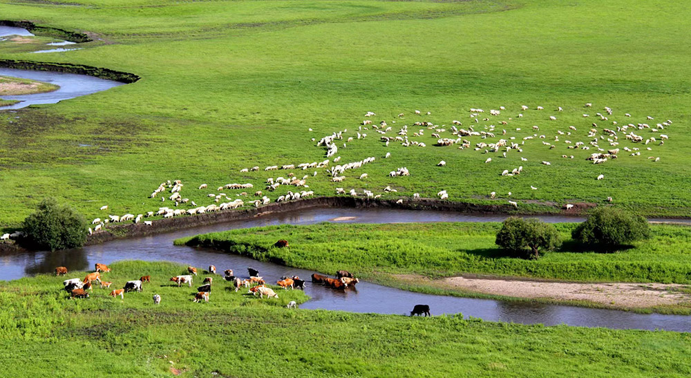 廣闊的杭蓋草原上，河流靜謐流淌，牛羊悠閑吃草，鮮花迎風搖曳，草原風光美不勝收。