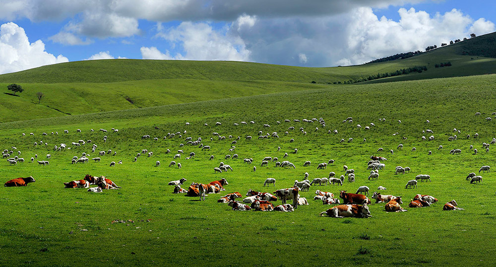 牛羊在山坡吃草，逍遙自在、悠然自得。
